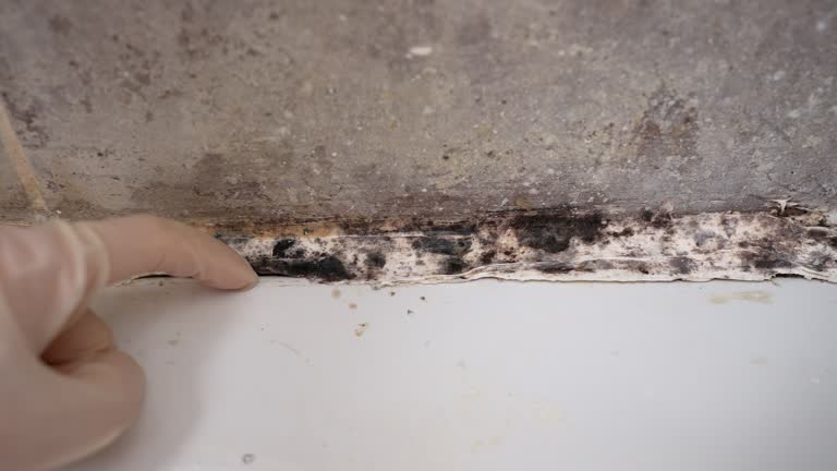 Biohazard Mold Removal in Oneida, NY